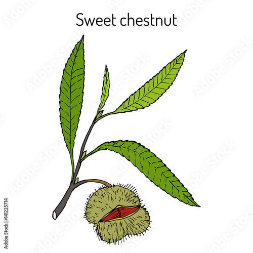 Sweet chestnut Castanea sativa 