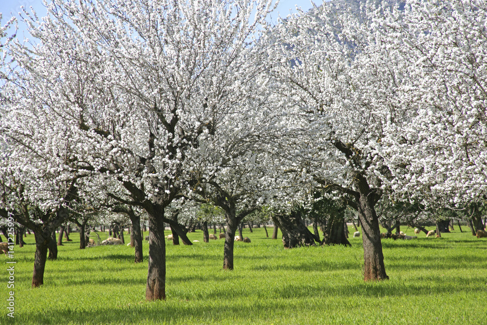 Almond Blossom in the spring on the island of Majorca, Balearic Islands, Spain, Europe Almond Blossom in the spring on the island of Majorca, Balearic Islands, Spain, Europe