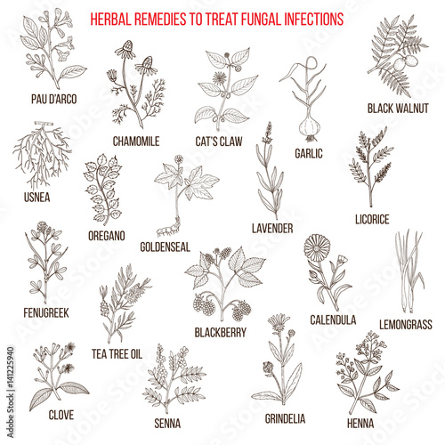 Best herbal remedies for fungal infections