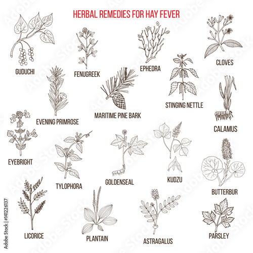 Best herbal remedies for hay fever