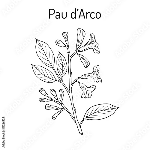 Pau d arco Tabebuia impetiginosa , or trumpet tree, medicinal plant photo