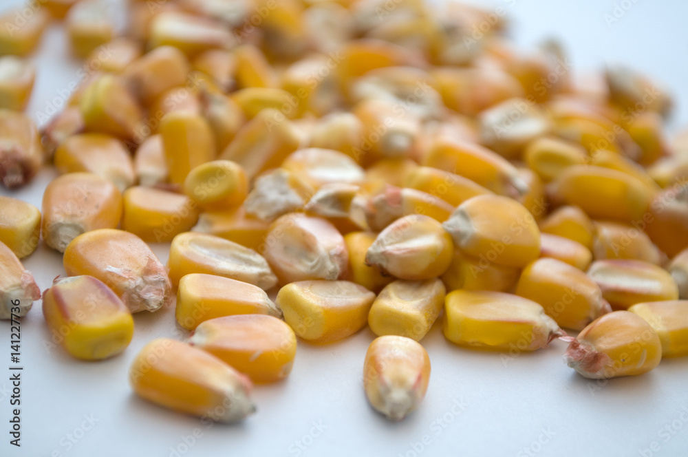 Healthy ecological corn on a white background Healthy ecological corn on a white background