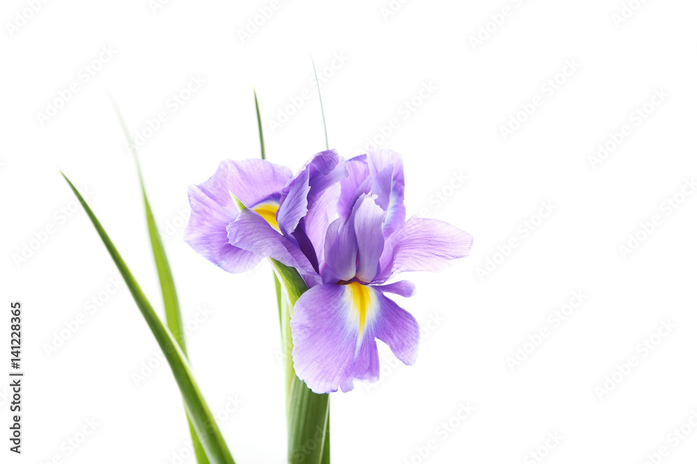 Iris flowers isolated on a white background