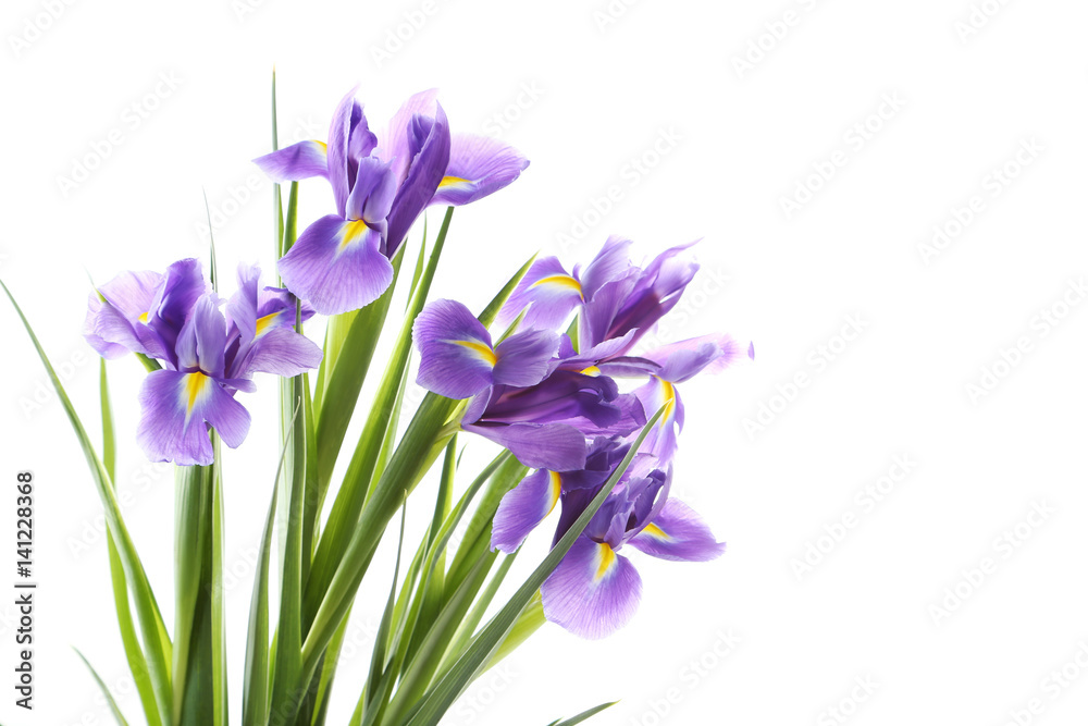 Bouquet of iris flowers isolated on a white