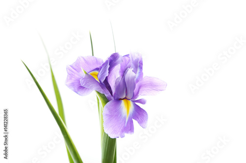 Fototapeta Naklejka Na Ścianę i Meble -  Iris flowers isolated on a white background