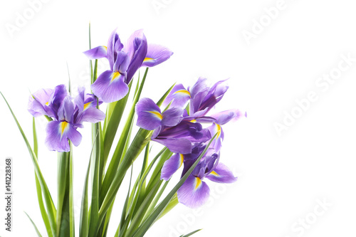 Fototapeta Bouquet of iris flowers isolated on a white
