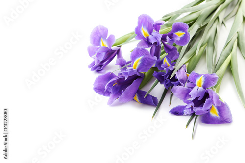 Fototapeta Naklejka Na Ścianę i Meble -  Bouquet of iris flowers isolated on a white