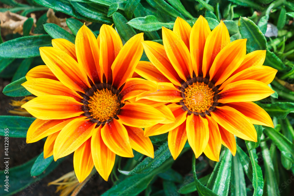 Motley flowers of Gazania. Plant native to Southern Africa. Brilliant shades of yellow and orange. Saturated colors. Motley flowers of Gazania. Plant native to Southern Africa. Brilliant shades of yellow and orange. Saturated colors.