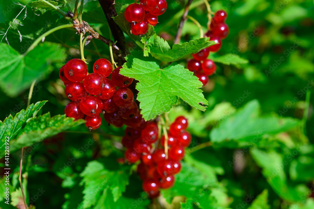Bunch of redcurrant in garden Bunch of redcurrant in garden