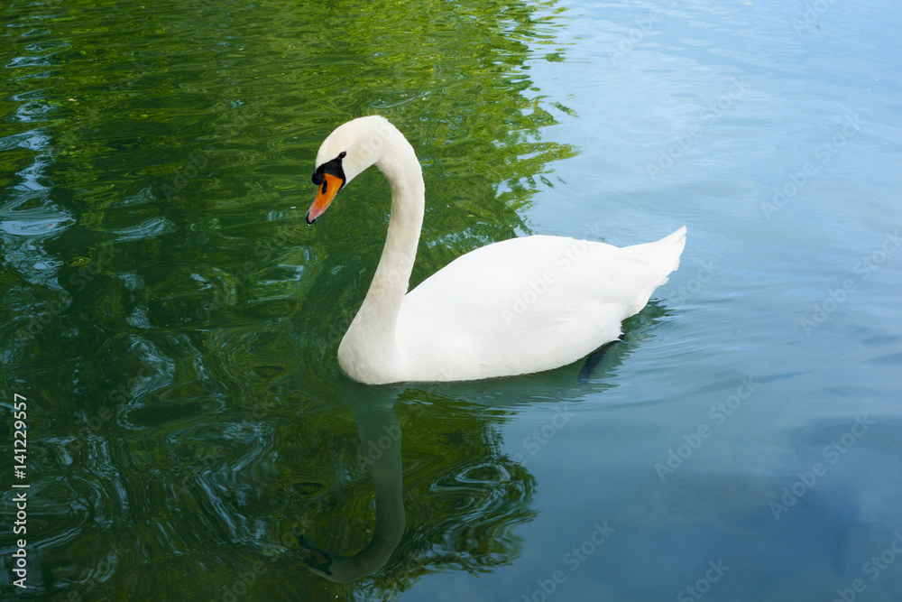 Naklejka premium Beautiful swan