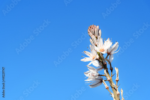 White asphodel flowers. Asphodelus albus photo