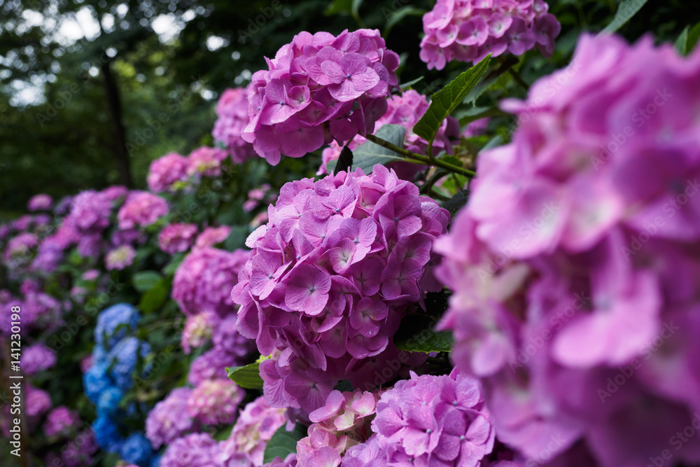 一面の紫陽花 一面の紫陽花