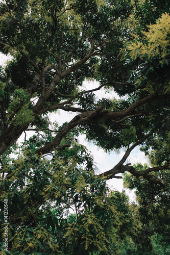 Close up of big green tree with a lot of leaves and branches  green pattern