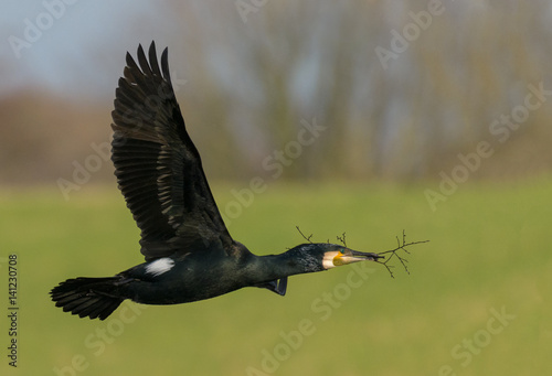 Cormorant in flight with nesting material.