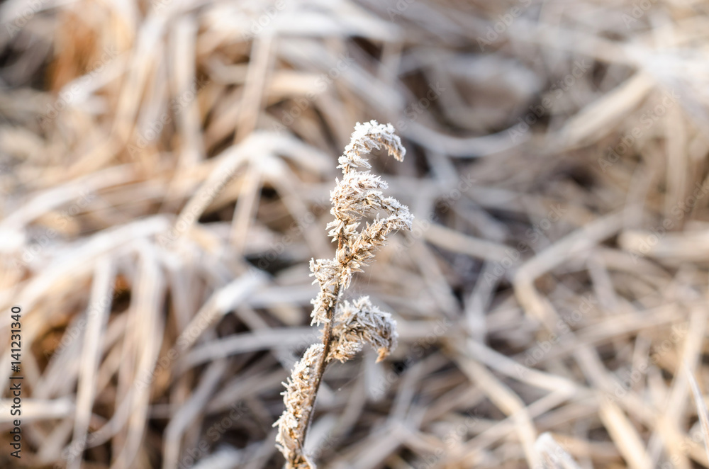 Frost in the early morning on a dry grass