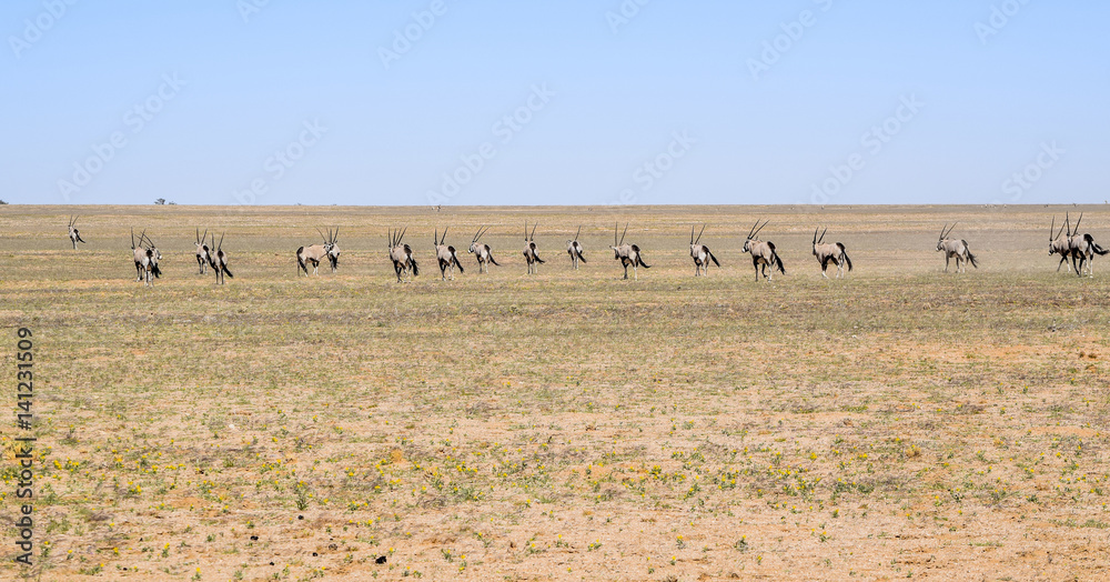 Gemsboks in Namibia Gemsboks in Namibia