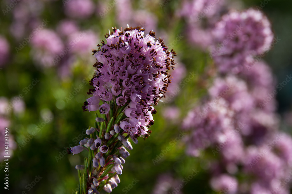Heather or Ling wild plant (Calluna vulgaris) Heather or Ling wild plant (Calluna vulgaris)