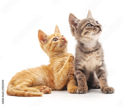 Fototapeta Naklejka Na Ścianę i Meble -  Two little kittens.