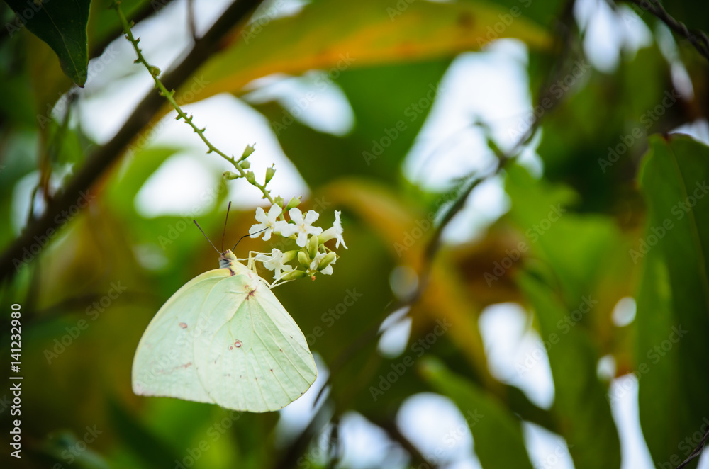Butterfly sitting on flower in nature Butterfly sitting on flower in nature