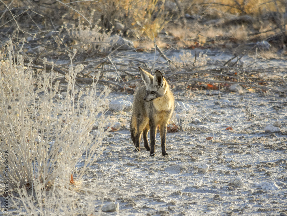 Jackal in Namibia Jackal in Namibia