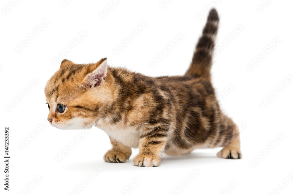 Little kitten British breed marble Little kitten British breed marble