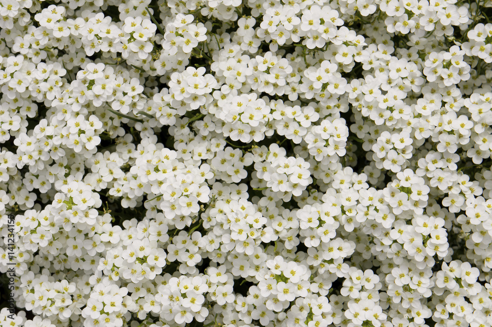 Pretty white flowers blooming in a garden Pretty white flowers blooming in a garden