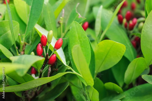 Leaves of coca plant photo