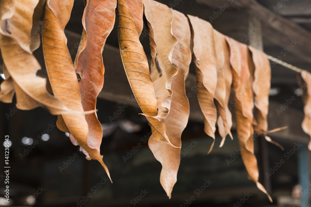 dried mango leaves hung under the eaves