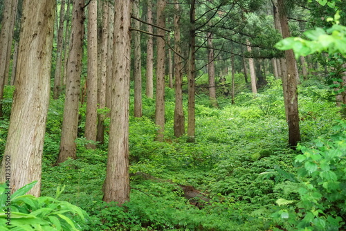 山と森林