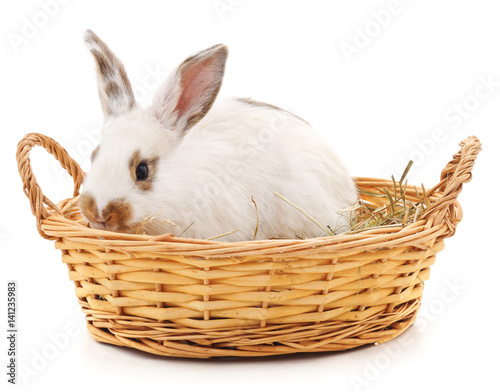 White rabbit in basket.