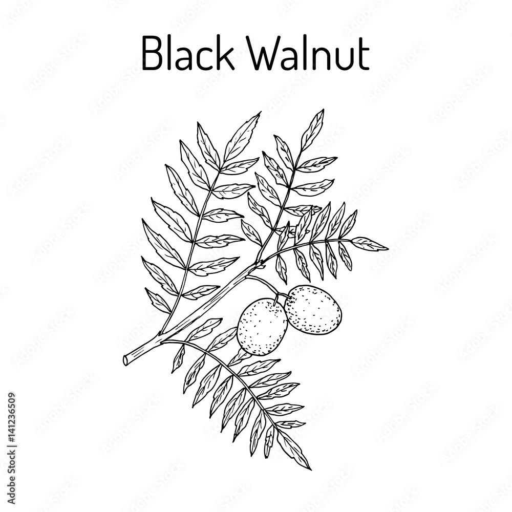 Fototapeta premium Eastern black walnut Juglans nigra 
