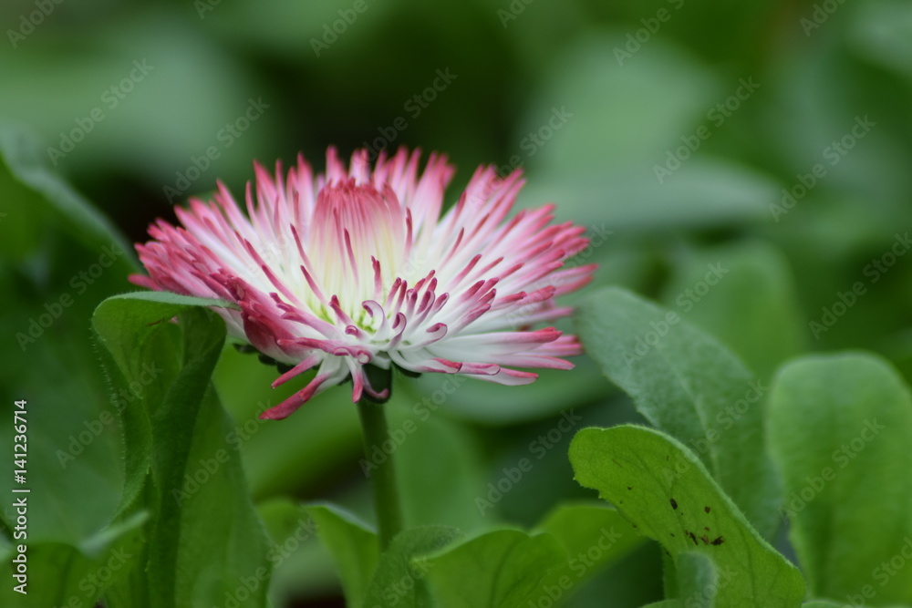 Fototapeta premium Flower
