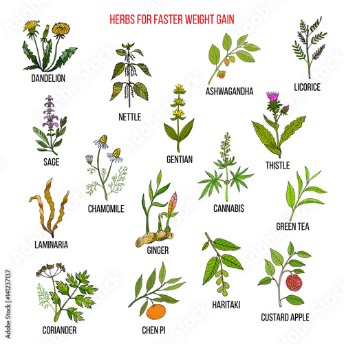 Best herbs for faster weight gain