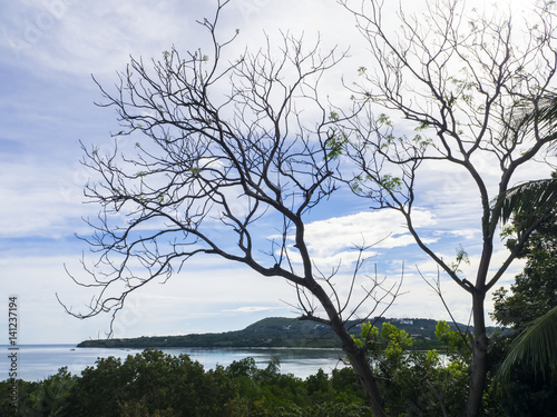 Dry tree on beautiful dramatic sky © bambambu