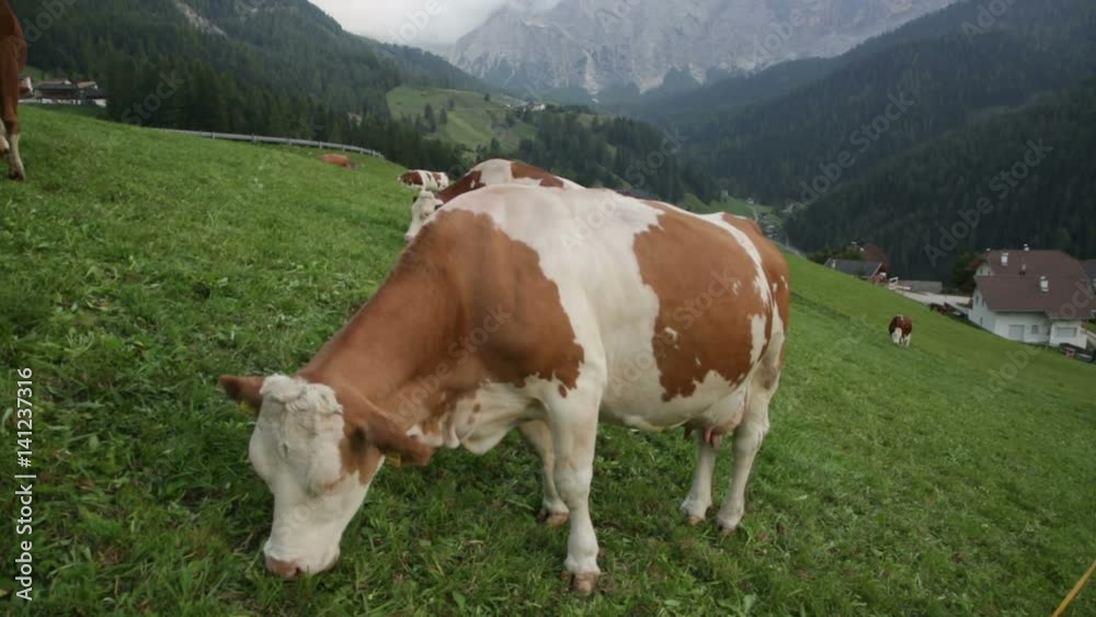 herd of cows grazing in a pasture in the mountains, Alps herd of cows grazing in a pasture in the mountains, Alps