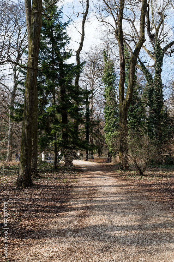 Fototapeta premium forest park