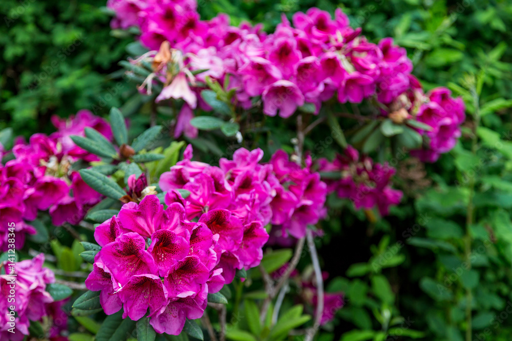 Bright Purple Rhododendrons