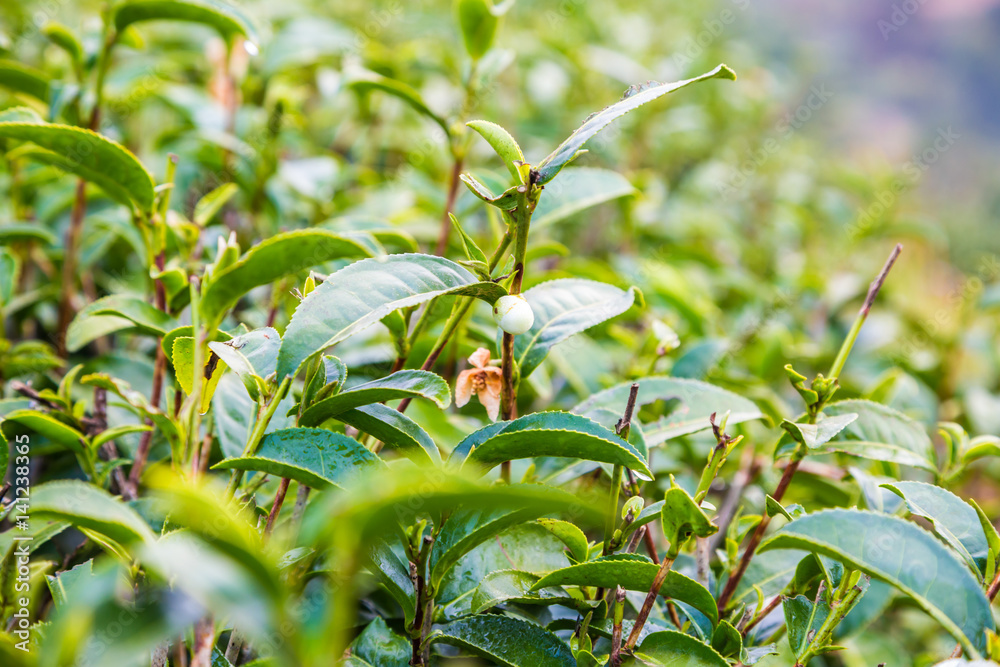 Obraz premium Fresh green tea leaves close up on highland
