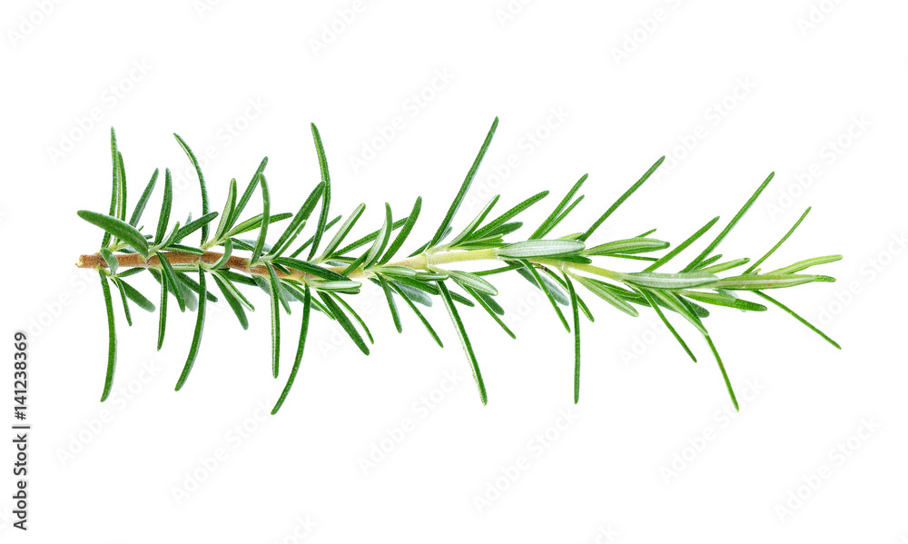 rosemary isolated on white background rosemary isolated on white background