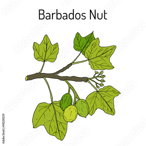 Barbados nut Jatropha curcas , tropical poisonous plant