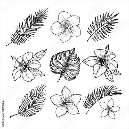 Hand drawn vector illustrations - tropical flowers and palm branches. Summer time. Perfect for invitations, greeting cards, blogs, posters and more.