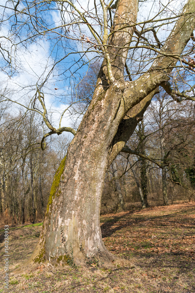 big maple tree