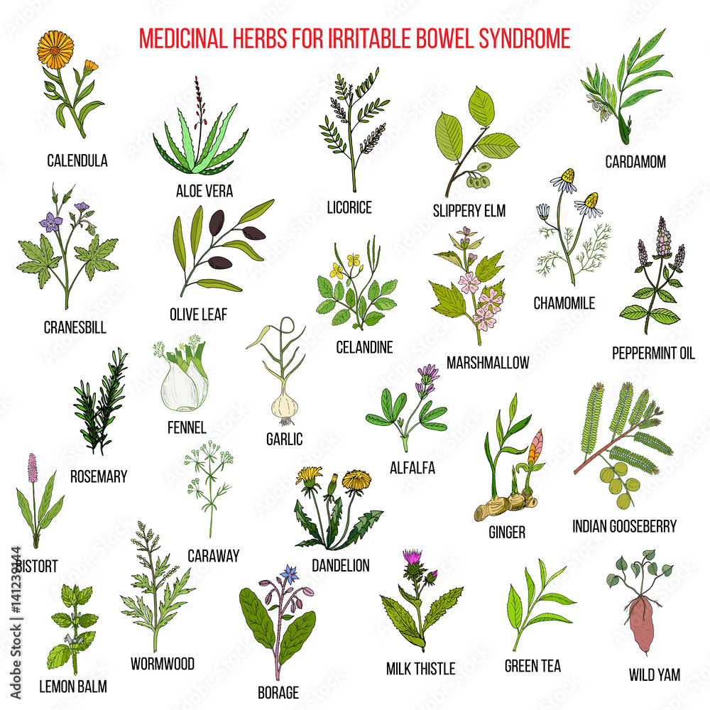 Best herbs for irritable bowel syndrome IBS  - obrazy, fototapety, plakaty 