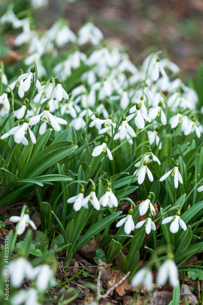 Fototapeta premium white snowdrop flowers in spring