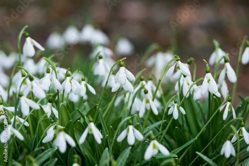 white snowdrop flowers in spring