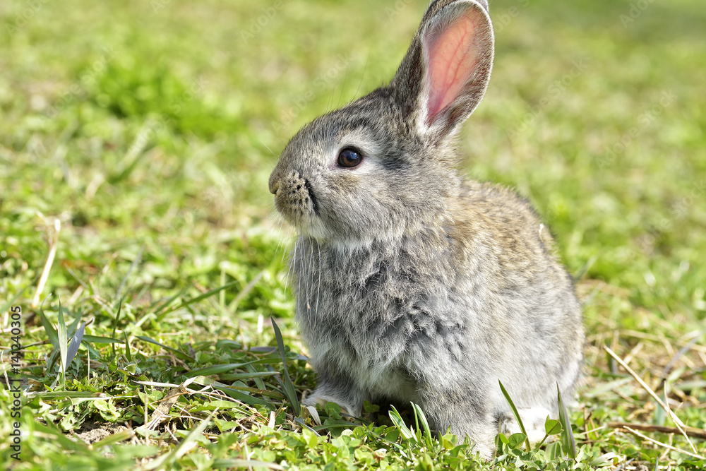 Little rabbits sitting outdoors in spring Little rabbits sitting outdoors in spring