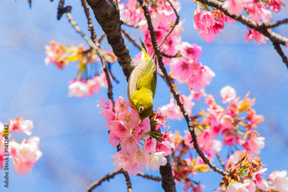 The Japanese White eye.The background is cherry blossoms(Prunus x kanzakura‘Oh-kanzakura’). Located in Tokyo Prefecture Japan. The Japanese White eye.The background is cherry blossoms(Prunus x kanzakura‘Oh-kanzakura’). Located in Tokyo Prefecture Japan.