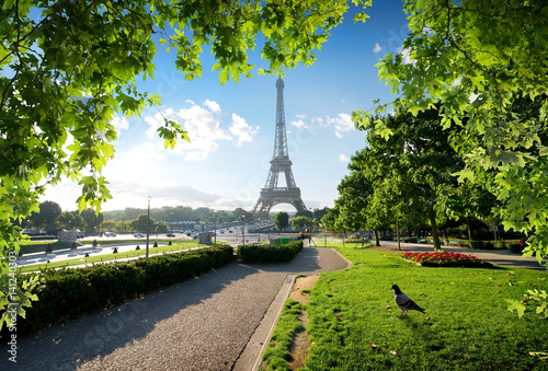 Photography Dove and Eiffel Tower
