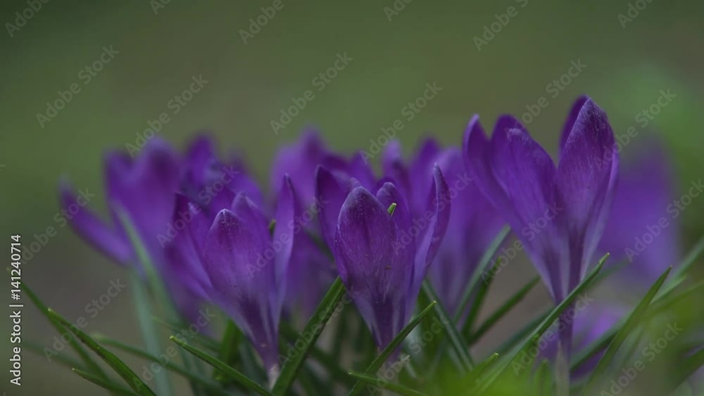 Crocus close up Crocus close up