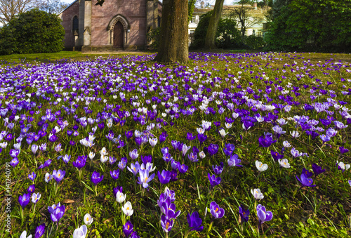 Canvastavla Crocuses in the spa gardens Baden Baden_Germany, Europe